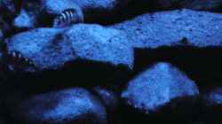Besatz im Aquarium BLACK ROCK