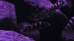 Besatz im Aquarium BLACK ROCK
