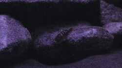 Besatz im Aquarium BLACK ROCK