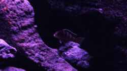 Besatz im Aquarium BLACK ROCK