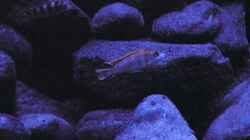 Besatz im Aquarium BLACK ROCK