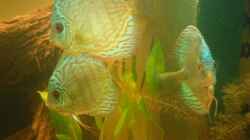 Besatz im Aquarium Diskus Becken