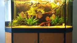 Aquarium Diskus Becken