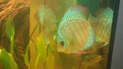Besatz im Aquarium Diskus Becken