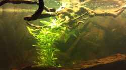 Eingehängte Wurzel mit Hygrophila polysperma 