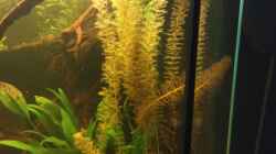 Myriophyllum mattogrossense