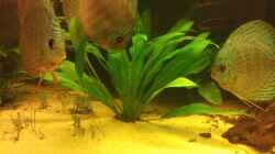 Echinodorus bleheri