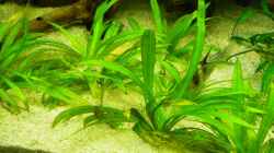 Pflanzen im Aquarium (nur noch Beispiel) wird umgebaut