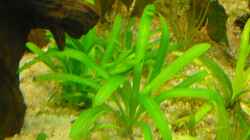Sagittaria subulata