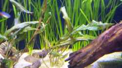 Pflanzen im Aquarium (nur noch Beispiel) wird umgebaut