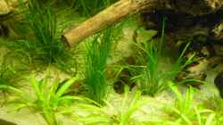 Echinodorus tenellus
