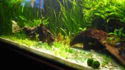 Aquarium (nur noch Beispiel) wird umgebaut