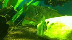 Besatz im Aquarium Becken 17461