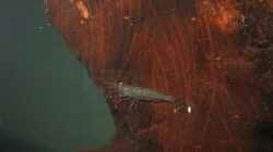 Amano Garnele