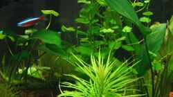 Pflanzen im Aquarium Becken 1756