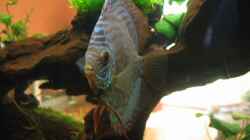 Besatz im Aquarium Becken 1756