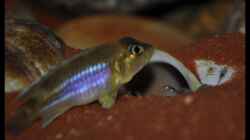 L. ocellatus Nachwuchs (3) - Mama wacht...! 