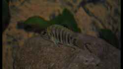 Altolamprologus compressiceps ´Fire Fin´ (2) - im Blitzlicht...