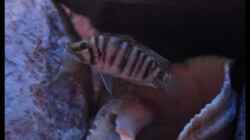 Altolamprologus compressiceps ´Fire Fin´ (4)