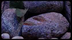 Altolamprologus compressiceps ´Fire Fin´ (10) - ...ein Paar?...