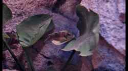 Lamprologus ocellatus Bock (2)
