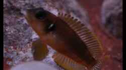 Lamprologus ocellatus Bock (6) - ...Imponiergehabe...!
