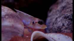 Lamprologus ocellatus Weib (2) - eindeutig erkennbar am weissen Saum der Dorsale