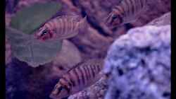 Altolamprologus compressiceps ´Fire Fin´ (6) -alle drei...:-)