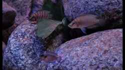 Altolamprologus compressiceps ´Fire Fin´ (9)