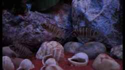 Altolamprologus compressiceps ´Fire Fin´ (5)