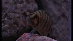 Altolamprologus compressiceps ´Fire Fin´ (3)