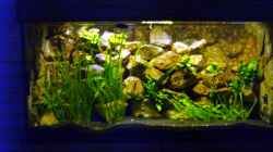 Aquarium Becken 1760