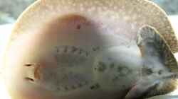 potamotrygon reticulatus