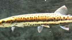 boulengerella maculata