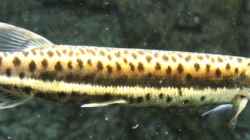 boulengerella maculata