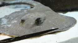 potamotrygon reticulatus
