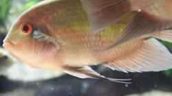 hypselecara temporalis