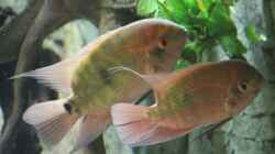 hypselecara temporalis