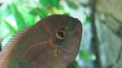 hypselecara temporalis