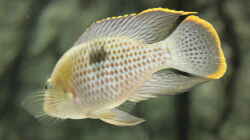 andinoacara rivulatus