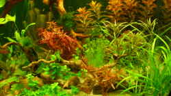 Aquarium Root River