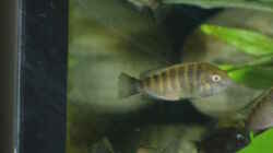 Besatz im Aquarium Becken 17837