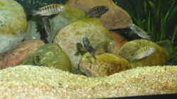 Besatz im Aquarium Becken 17837