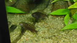 Besatz im Aquarium Becken 17837
