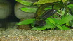 Besatz im Aquarium Becken 17837