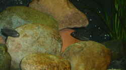Besatz im Aquarium Becken 17837
