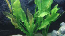 Pflanzen im Aquarium Becken 17837