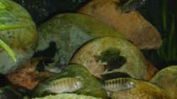 Besatz im Aquarium Becken 17837