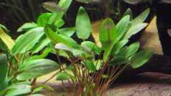 Cryptocoryne wendtii ´grün´