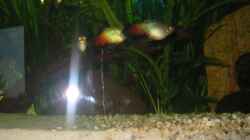 Platys